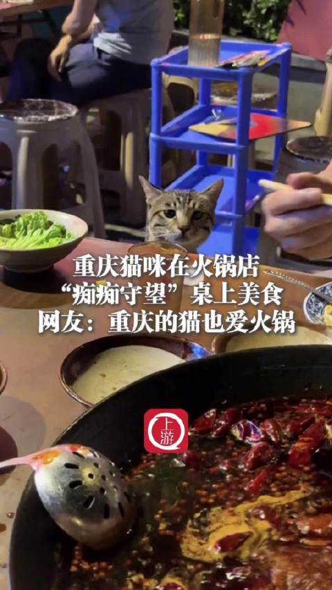 重慶貓咪火鍋店守望美食引網(wǎng)友熱議